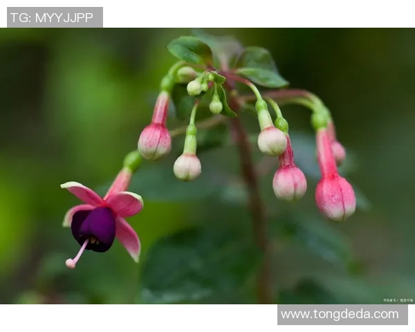 姚明菊花的真实尺寸揭秘及其在花卉界的独特地位分析